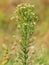 Canadian horseweed or Canadian fleabane