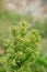 Canadian horseweed or Canadian fleabane, Erigeron Canadensis