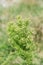 Canadian horseweed or Canadian fleabane, Erigeron Canadensis