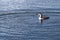 Canadian Loon floating in the lake