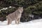 Canadian Lynx