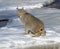 Canadian Lynx