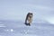 CANADIAN LYNX lynx canadensis, ADULT RUNNING ON SNOW, CANADA