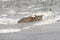 Canadian Lynx Lynx canadensis Crouches in Snow