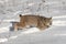 Canadian Lynx Lynx canadensis Jumps Through Snow