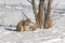 Canadian Lynx Lynx canadensis Licks Nose Next to Tree