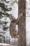 Canadian Lynx Lynx canadensis On Side of Tree