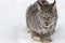 Canadian Lynx Lynx canadensis Sits in Snow Close Up