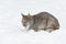 Canadian Lynx Lynx canadensis Sits in Snow Head Down Looking Left Winter