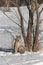 Canadian Lynx Lynx canadensis Sits Tall by Tree