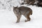 Canadian Lynx Lynx canadensis in Snow Starts to Turn Winter