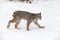 Canadian Lynx Lynx canadensis Trots Right Through Snow Eyes Closed Winter