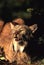 Canadian Lynx Snarling