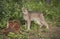 Canadian Lynx striking a pose in front of large stump