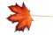 Canadian maple leaf in the autumn