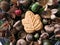 Canadian maple leaf cookie surrounded by nature, on a plate.