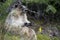 Canadian Marmot Portrait