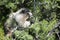 Canadian Marmot Portrait