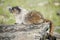 Canadian Marmot Portrait