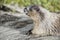 Canadian Marmot Portrait