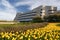 Canadian Museum of History with Yellow Tulips in the Foreground