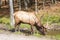 Canadian red deer drinking water