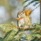 Canadian Red Squirrel with Spruce Cone