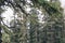 Canadian Rockies Snowing Pine Forest near Lake Louise