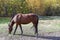 Canadian Rodeo Barrel Racing Horse