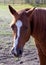 Canadian Rodeo Barrel Racing Horse