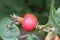 Canadian Serviceberry or Shadbush