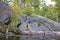 Canadian Shield Rocky Shoreline Scene