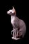 Canadian sphinx cat