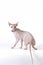 Canadian sphynx cat