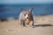 Canadian sphynx cat on the beach