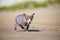 Canadian sphynx cat on the beach