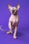 Canadian Sphynx Cat of blue mink and white color with blue eyes walking on purple background