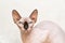 Canadian Sphynx. cat breed without hair. hypoallergenic pet.