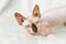 Canadian Sphynx. cat breed without hair. hypoallergenic pet.