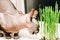 The Canadian Sphynx cat eats special grass for animals. Vitamin greens for cat health.