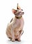 Canadian Sphynx cat with leather collar sitting on white background
