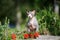 Canadian sphynx cat outdoors