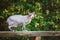 Canadian sphynx cat outdoors
