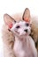 Canadian Sphynx cat portrait with luxurious fur around