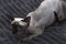 Canadian sphynx cat sitting on a couch with blanket. Close-up