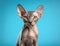 Canadian Sphynx isolated on blue background