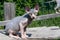Canadian Sphynx kitten of color blue and white sitting on boards outdoors on sunny summer day