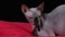 A Canadian Sphynx lies on a red blanket in the studio on a black background. Close up of a dog's face, on the neck of