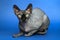 Canadian Sphynx. Portrait of cat on blue background