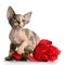 The Canadian sphynx with rose